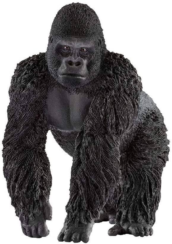 Gorilla Male