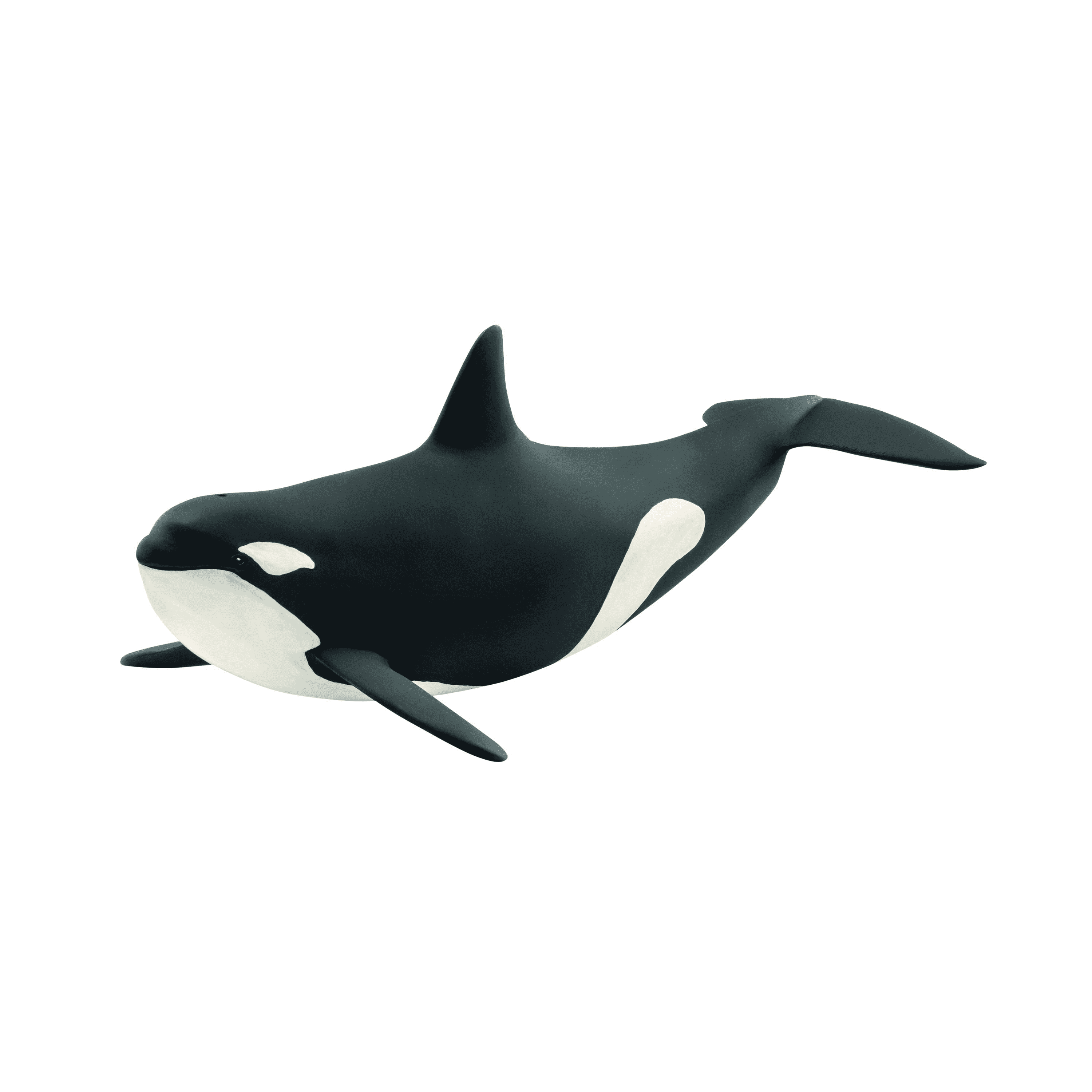 Killer Whale