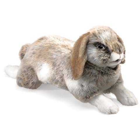 Holland Rabbit