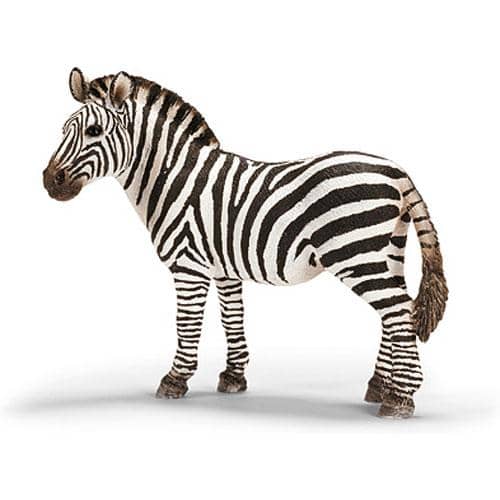 Zebra Female