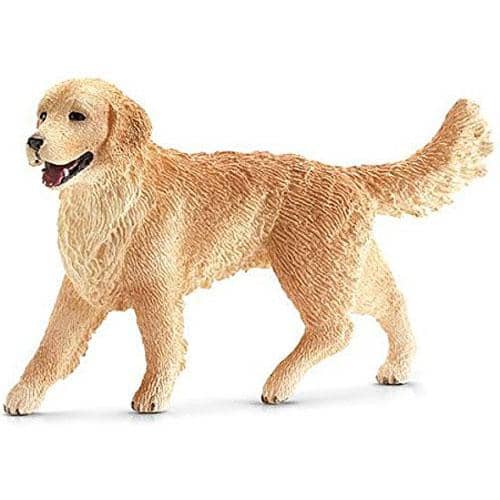 Female Golden Retriever